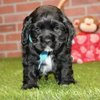 BLK/WHITE MALE COCKER 672, a male Cocker Spaniel for sale in Pittsburg, KS – Photo 4 of 8