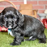 BLK/WHITE MALE COCKER 672, a male Cocker Spaniel for sale in Pittsburg, KS – Photo 2 of 8