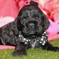 BLK/WHITE MALE COCKER 672, a male Cocker Spaniel for sale in Pittsburg, KS – Photo 7 of 8