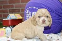 BUFF/WHITE MALE COCKER 094, a male Cocker Spaniel for sale in Pittsburg, KS – 3 of 4