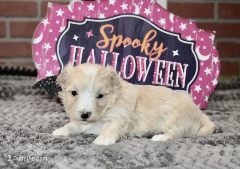 CREAM/WHITE MORKIE FEMALE 3029 – Morkie puppy for sale in Pittsburg, KS