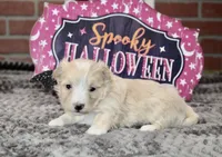 CREAM/WHITE MORKIE FEMALE 3029, a female Morkie for sale in Pittsburg, KS – 1 of 5