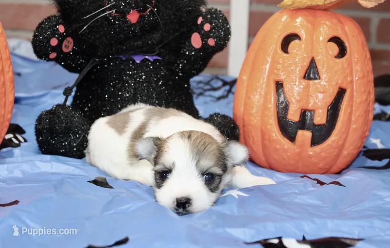 BROWN/WHITE PARTI MORKIE MALE 032 – Morkie puppy for sale in Pittsburg, KS