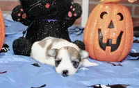 BROWN/WHITE PARTI MORKIE MALE 032, a male Morkie for sale in Pittsburg, KS – 1 of 5