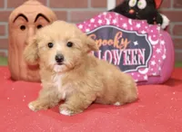 RED FEMALE YORKIEPOO 199, a female Yorkipoo for sale in Pittsburg, KS – 4 of 8