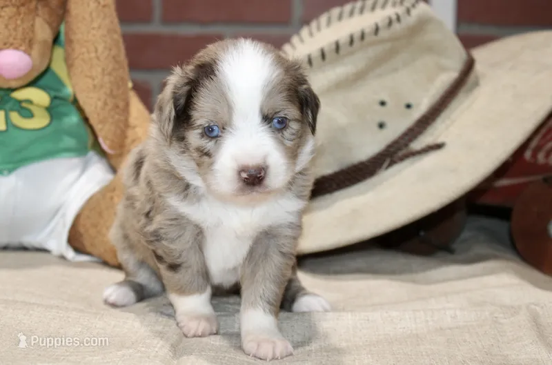 RED/WHITE MERLE MALE TOY AUSSIE 229 – Toy Australian Shepherd puppy for sale in Pittsburg, KS