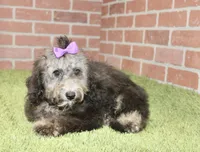 COCKAPOO FEMALE 967, a female Cockapoo for sale in Pittsburg, KS – 2 of 4