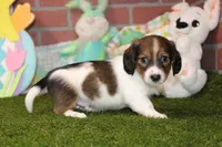 SHADED CREAM PIEBALD MALE! 002, a male Miniature Dachshund for sale in Pittsburg, KS – Photo 3 of 6