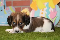 SHADED CREAM PIEBALD MALE! 002, a male Miniature Dachshund for sale in Pittsburg, KS – Photo 2 of 6