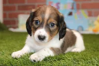 SHADED CREAM PIEBALD MALE! 002, a male Miniature Dachshund for sale in Pittsburg, KS – Photo 4 of 6
