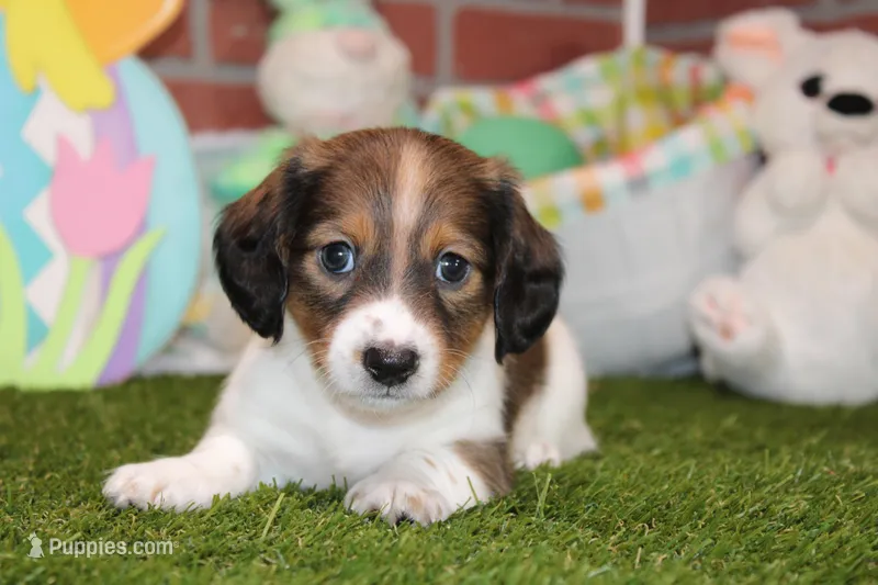 SHADED CREAM PIEBALD MALE! 002 – Miniature Dachshund puppy for sale in Pittsburg, KS