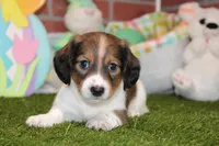 SHADED CREAM PIEBALD MALE! 002, a male Miniature Dachshund for sale in Pittsburg, KS – Photo 1 of 6