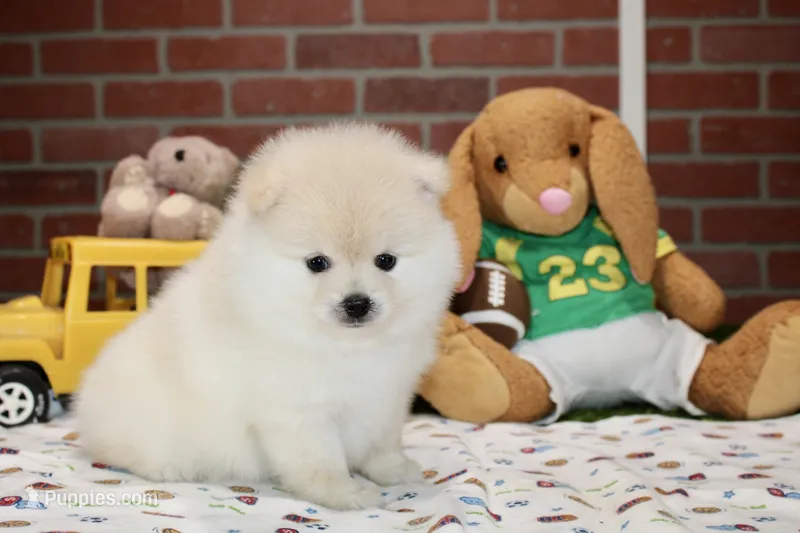 CREAM MALE POMERANIAN 3108 – Pomeranian puppy for sale in Pittsburg, KS