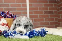 WHITE AND MERLE FEMALE 968, a female Cockapoo for sale in Pittsburg, KS – 2 of 10