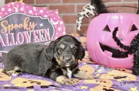 BLACK/TAN FEMALE DACHSHUND 3040, a female Miniature Dachshund for sale in Pittsburg, KS – 4 of 4