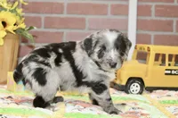 TOY AUSSIEDOODLE BLUE MERLE MALE 206, a male Aussiedoodle for sale in Pittsburg, KS – 4 of 4
