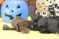 CHOCOLATE/TAN MALE DACHSHUND 3213, a male Miniature Dachshund for sale in Pittsburg, KS – 3 of 5