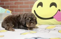 CHOCOLATE/TAN MALE COCKER 221, a male Cocker Spaniel for sale in Pittsburg, KS – 3 of 4