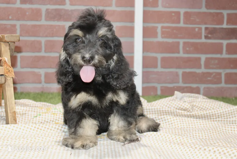 PHANTOM MALE COCKAPOO 102 – Cockapoo puppy for sale in Pittsburg, KS