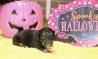 BLACK/TAN FEMALE DACHSHUND 3217, a female Miniature Dachshund for sale in Pittsburg, KS – 3 of 5
