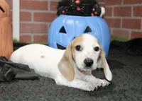 CREAM PIEBALD MALE DACHSHUND 123, a male Miniature Dachshund for sale in Pittsburg, KS – 3 of 8