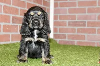 BLACK/TAN MALE COCKER 992, a male Cocker Spaniel for sale in Pittsburg, KS – 4 of 4