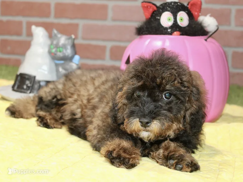 CHOCOLATE SABLE FEMALE YORKIEPOO 178 – Yorkipoo puppy for sale in Pittsburg, KS