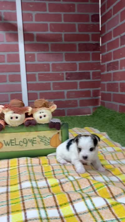 TRI MORKIE FEMALE 3046, a female Morkie for sale in Pittsburg, KS – 5 of 5