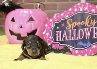 BLACK/TAN FEMALE DACHSHUND 3219, a female Miniature Dachshund for sale in Pittsburg, KS – 3 of 5