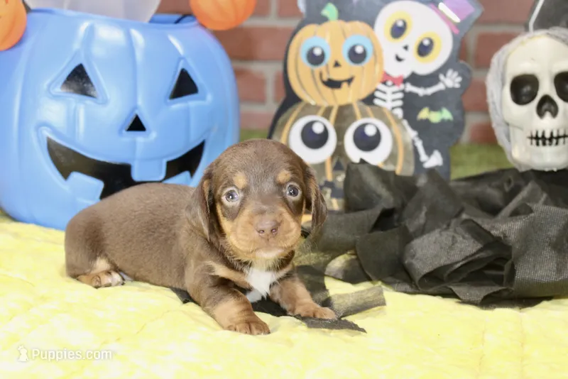 CHOCOLATE/TAN MALE DACHSHUND 3214 – Miniature Dachshund puppy for sale in Pittsburg, KS
