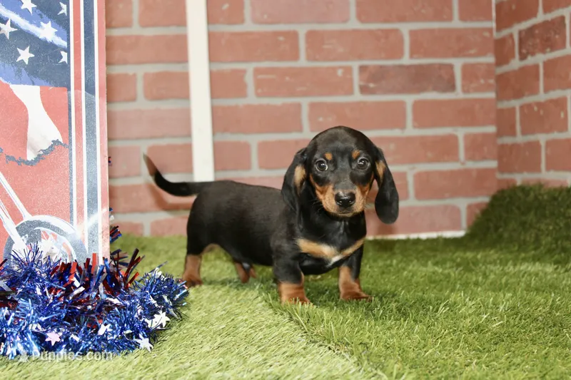 BLACK/TAN MALE 895 – Dachshund puppy for sale in Pittsburg, KS