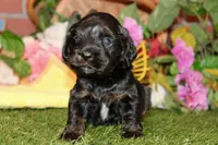 BLACK MALE 017, a male Cocker Spaniel for sale in Pittsburg, KS – 3 of 7