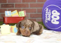 CHOCOLATE DAPPLE MALE 100, a female Dachshund for sale in Pittsburg, KS – 2 of 4