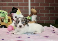BLUE PIEBALD FEMALE DACHSHUND 125, a female Miniature Dachshund for sale in Pittsburg, KS – 3 of 4
