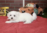 WHITE MALE MALTESE 3127, a male Maltese for sale in Pittsburg, KS – 4 of 4