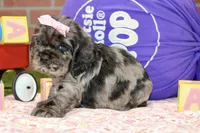 BLUE MERLE FEMALE 096, a male Cocker Spaniel for sale in Pittsburg, KS – 3 of 4