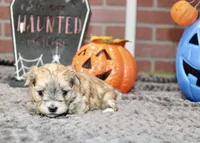 GRIZZLE MORKIE MALE 3027, a male Morkie for sale in Pittsburg, KS – 4 of 5