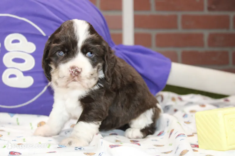 CHOCOLATE/WHITE MALE COCKER 092 – Cocker Spaniel puppy for sale in Pittsburg, KS