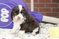 CHOCOLATE/WHITE MALE COCKER 092, a male Cocker Spaniel for sale in Pittsburg, KS – 1 of 4
