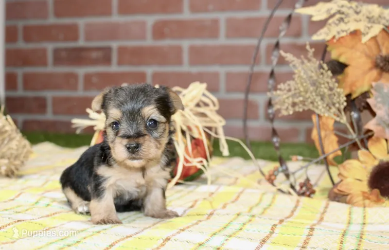 BLACK/TAN MORKIE FEMALE 3037 – Morkie puppy for sale in Pittsburg, KS