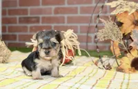 BLACK/TAN MORKIE FEMALE 3037, a female Morkie for sale in Pittsburg, KS – 1 of 5