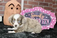 TOY RED MERLE FEMALE AUSSIEDOODLE 200, a female Poodle - Miniature  and Toy Australian Shepherd for sale in Pittsburg, KS – 3 of 8