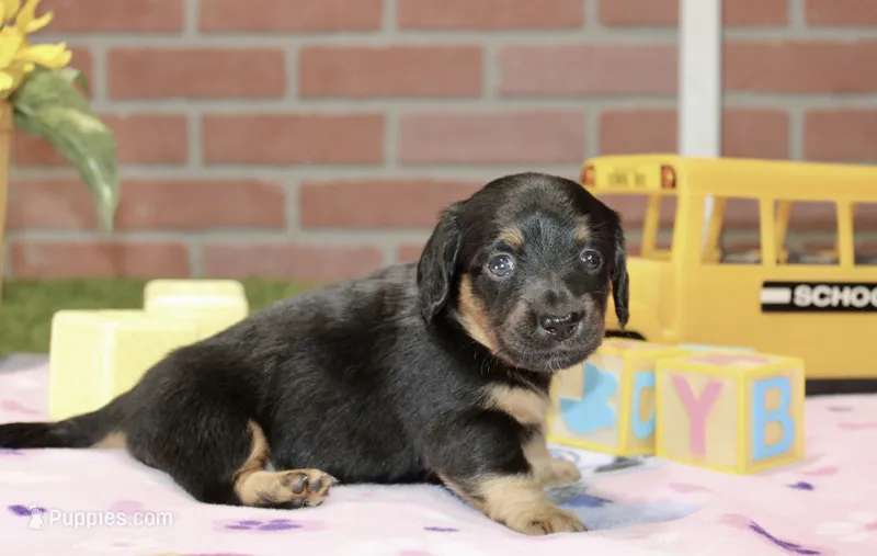BLACK/TAN FEMALE 192 – Miniature Dachshund puppy for sale in Pittsburg, KS