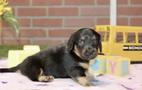 BLACK/TAN FEMALE 192, a male Miniature Dachshund for sale in Pittsburg, KS – 1 of 4