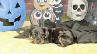 SILVER DAPPLE MALE DACHSHUND 3215, a male Miniature Dachshund for sale in Pittsburg, KS – 4 of 5