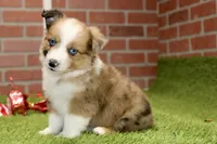 CHOCOLATE DAPPLE MALE 984, a male Australian Shepherd and Pembroke Welsh Corgi for sale in Pittsburg, KS – 2 of 4