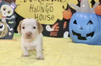 CREAM/WHITE PIED MALE DACHSHUND 022, a male Miniature Dachshund for sale in Pittsburg, KS – 3 of 5