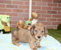 SHADED DAPPLE CREAM MALE DACHSHUND 122, a male Miniature Dachshund for sale in Pittsburg, KS – 3 of 4