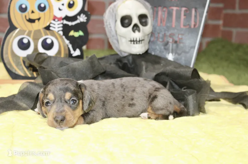 SILVER DAPPLE MALE DACHSHUND 3211 – Miniature Dachshund puppy for sale in Pittsburg, KS
