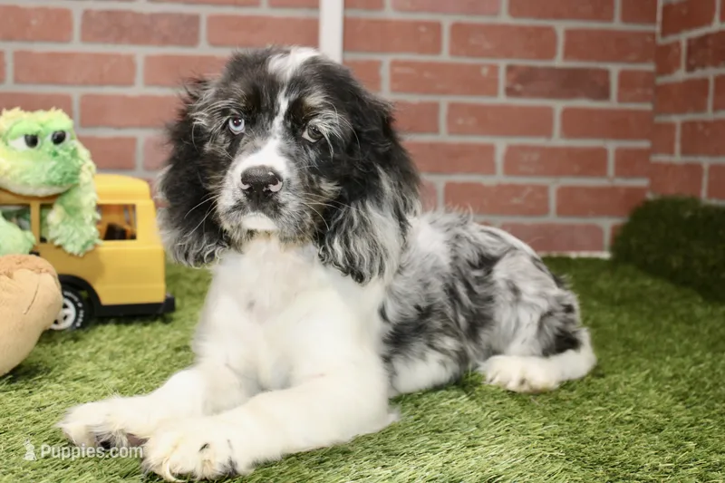 BLUE MERLE MALE 994 – Cocker Spaniel puppy for sale in Pittsburg, KS